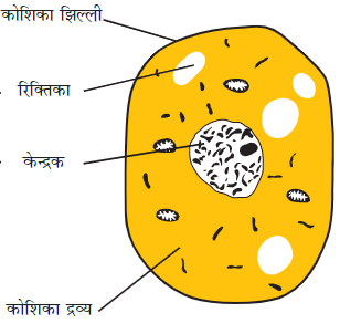 Class 8th Science Chapter 8 – कोशिका- संरचना एवं प्रकार्य